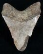 Bargain Megalodon Tooth - Light Color #10993-2